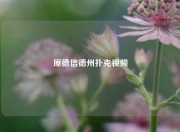 原德信德州扑克视频