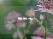 德信德州扑克Ivey
